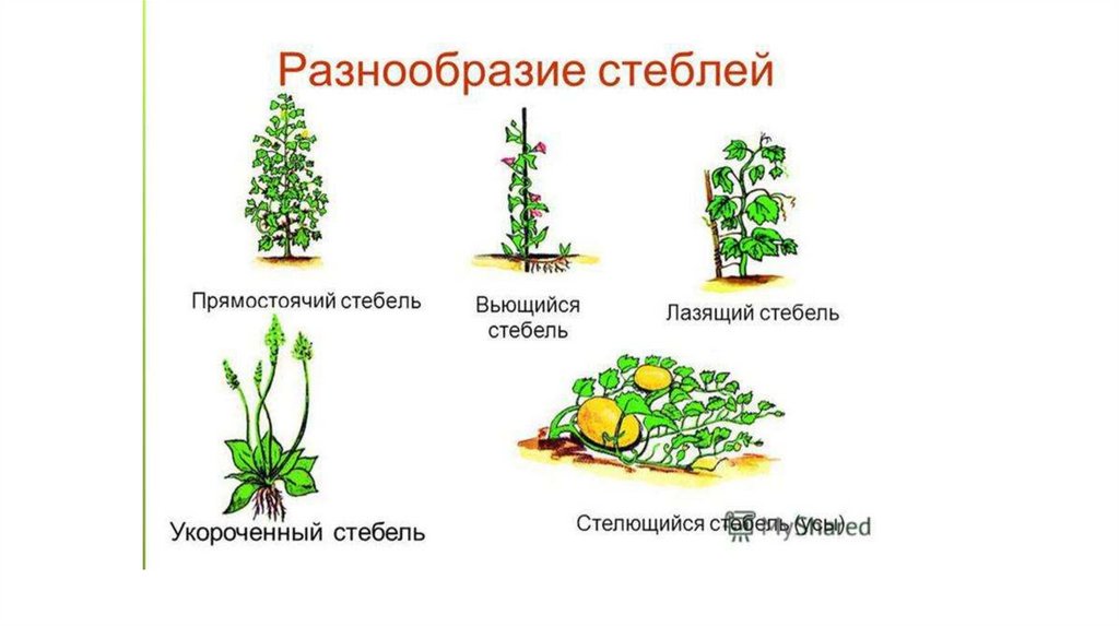 Прямостоячий стебель. Типы стеблей растений. Прямостоячий побег. Многообразие стеблей.