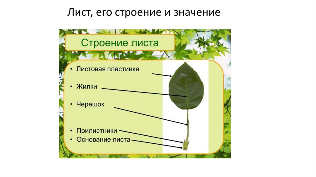 Чем отличается лист от других растений. Внешнее строение листа. Внешнее и внутреннее строение листа. Строение листа растения. Внешнее строение аиста.