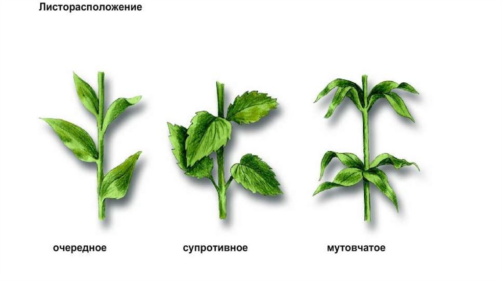 Какой вид располагаю. Очередное супротивное мутовчатое листорасположение. Листорасположение липы супротивное. Мутовчатое строение листа. Барбарис листорасположение.