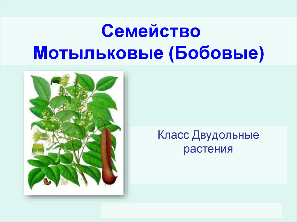 Семейство мотыльковые листья простые или сложные. Семейство Мотыльковые бобовые. Семейство Мотыльковые представители. Растения семейства Мотыльковые. Семейство бобовые Мотыльковые представители.