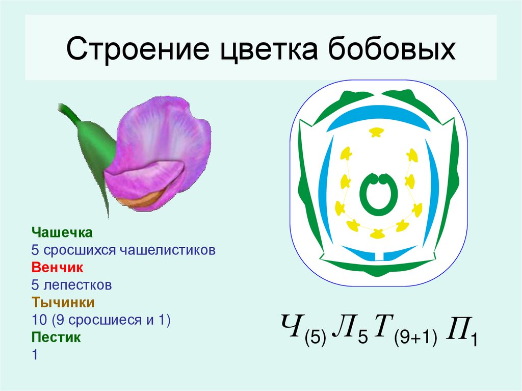 Рисунок семейства бобовые