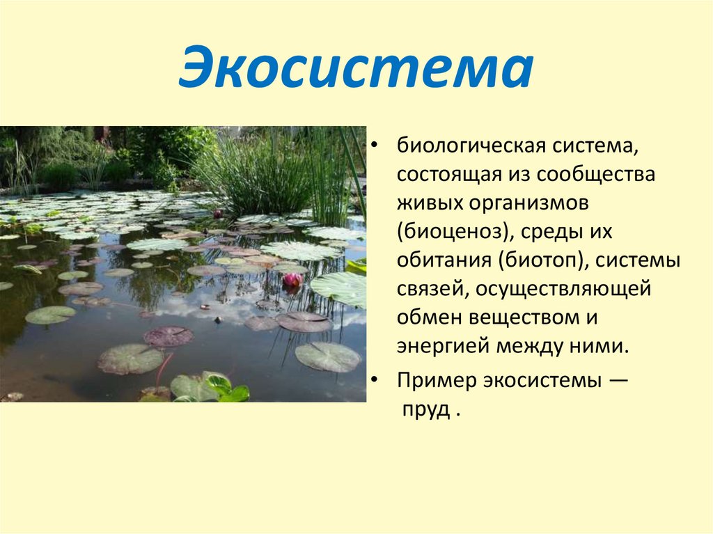 Городская экосистема презентация