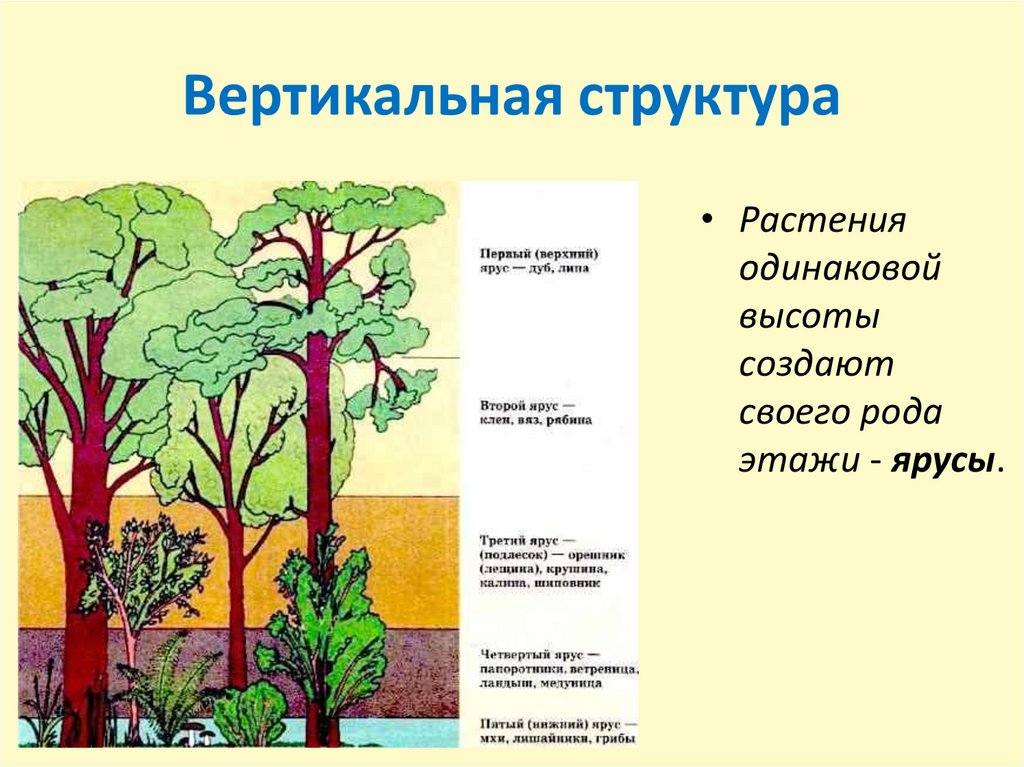 Видовая и пространственная структура экосистемы презентация