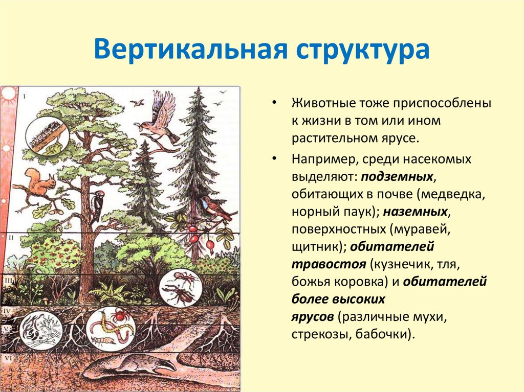 Биоценоз леса пример