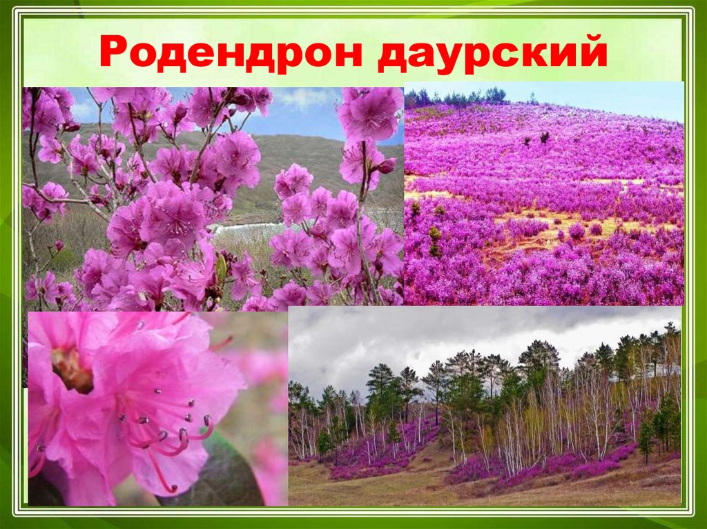 Родендрон даурский