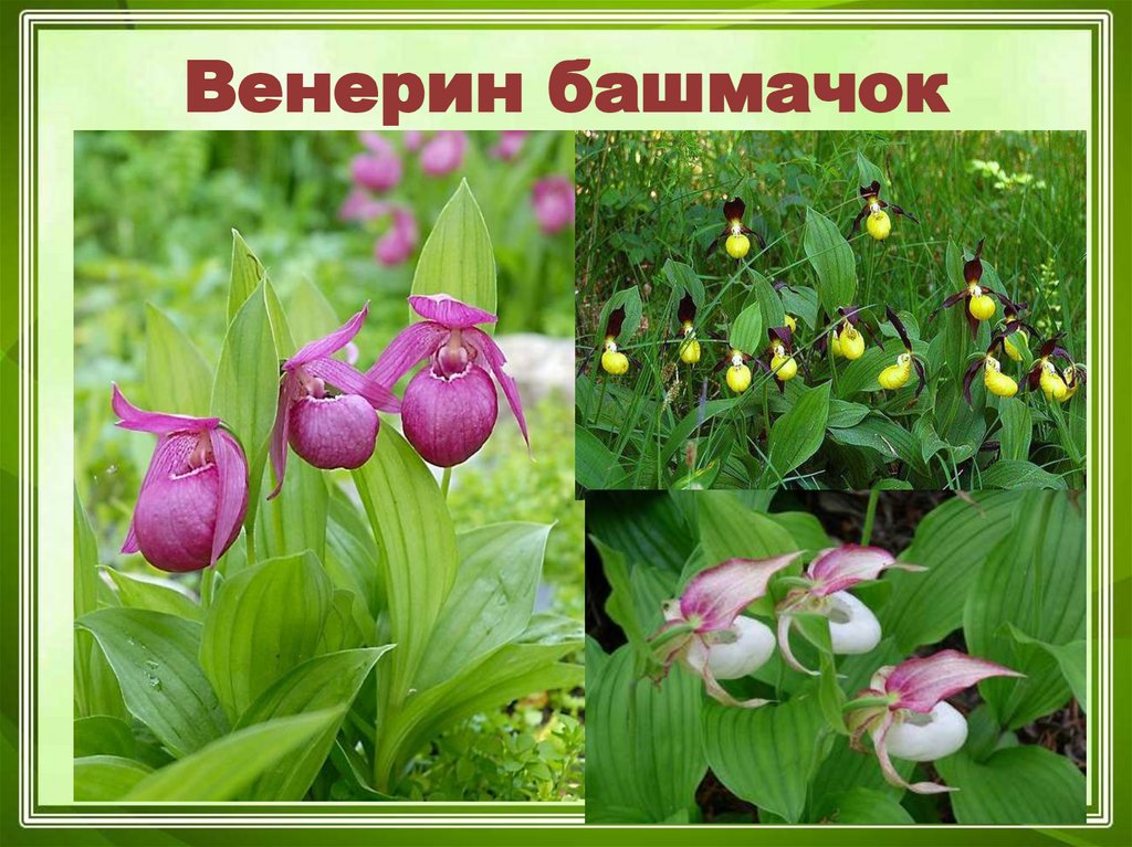 Венерин башмачок