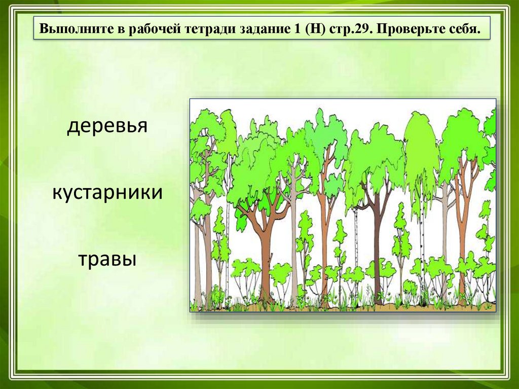 Сделай 3 рисунка дерево кустарник травянистое растение