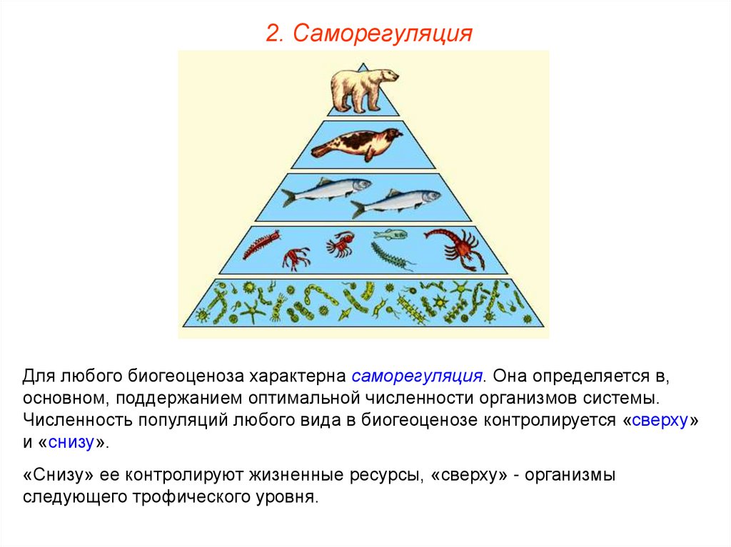 Зоопланктон трофический уровень. Правило экологической пирамиды правило 10 процентов. Экологическая пирамида. Саморегуляция биогеоценоза. Саморегуляция экосистемы.