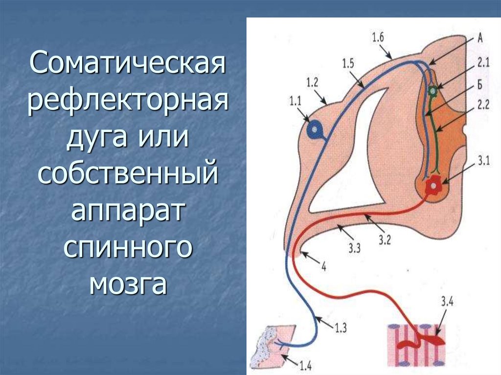 Рефлекторная дуга спинного мозга. Простая соматическая рефлекторная дуга. Дуга рефлекса. Рефлекторная дуга соматического спинального рефлекса. Простая рефлекторная дуга спинного мозга.