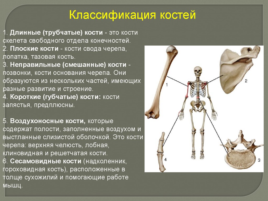 Функции костей верхних конечностей человека