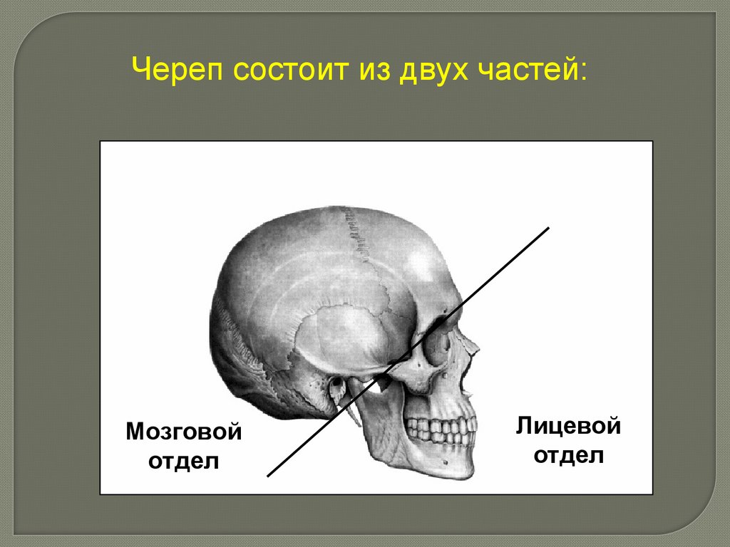 Мозговая лицевая часть черепа. Кости мозгового отдела черепа. Скелет головы череп мозговой отдел лицевой отдел. Кости черепа делятся на 2 отдела. Кости мозгового отдела черепа анатомия.