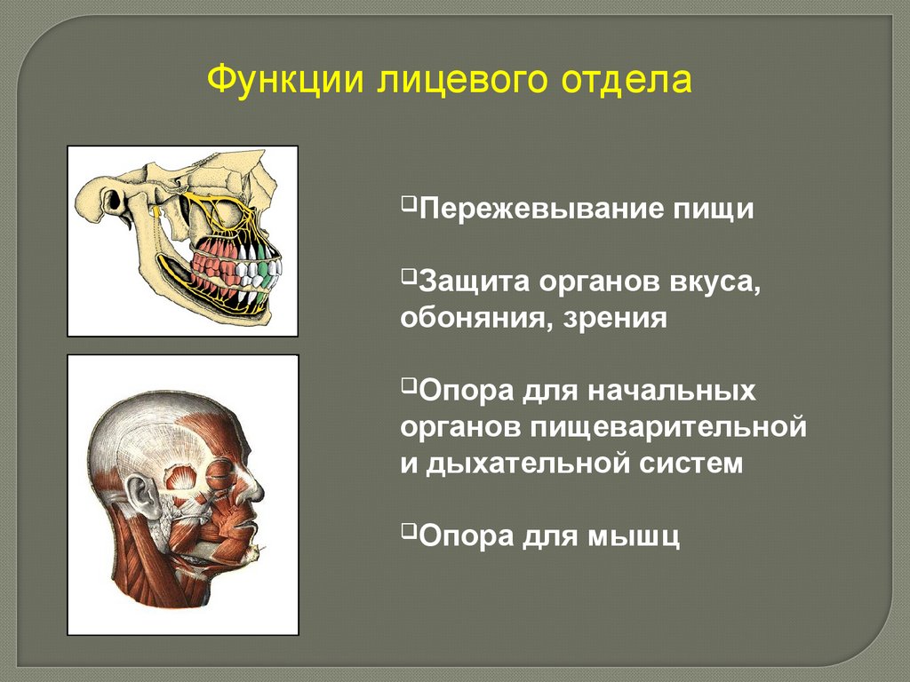 Скелет головы функции. Функции мозгового отдела скелета головы. Функции лицевого отдела черепа. Функции костей лицевого черепа. Функции костей черепа человека.