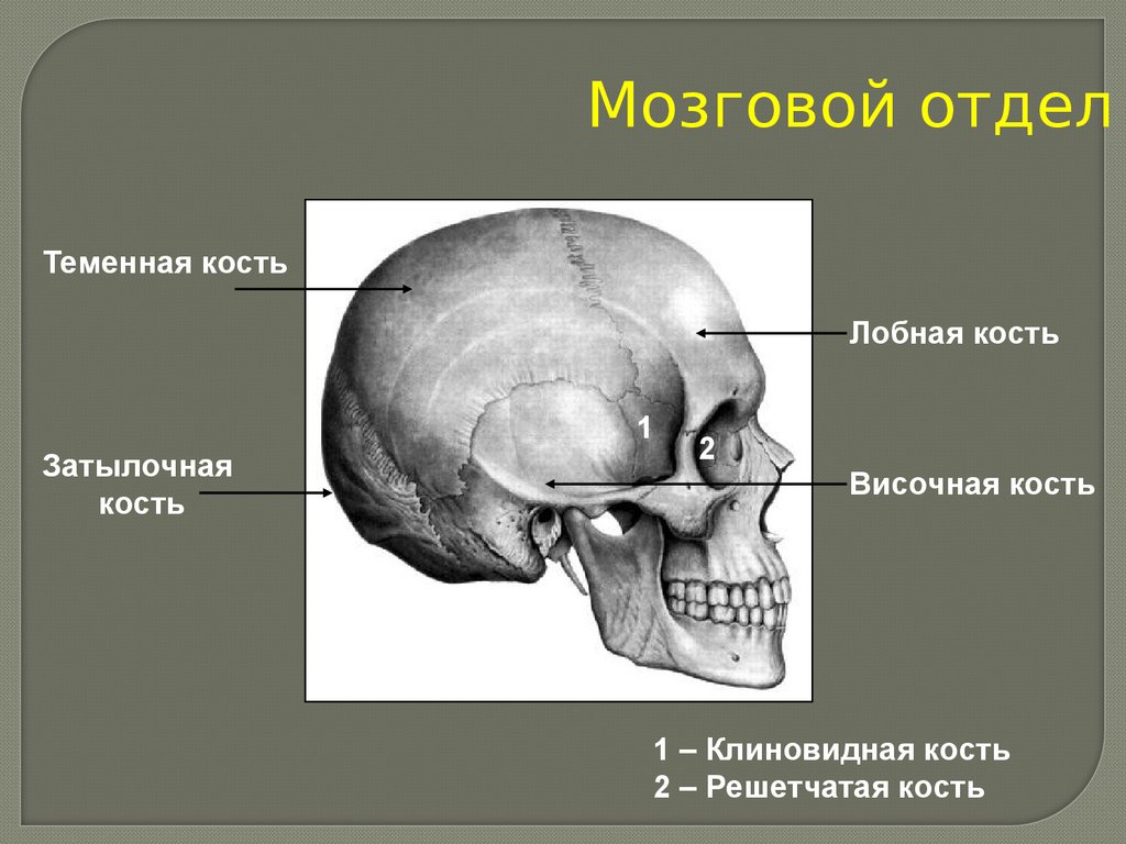 Соединение теменной кости и затылочной. Кости черепа теменная кость. Височная кость кость черепа. Лобная теменная затылочная решетчатая клиновидная височная кость. Лобная кость. Решетчатая кость.
