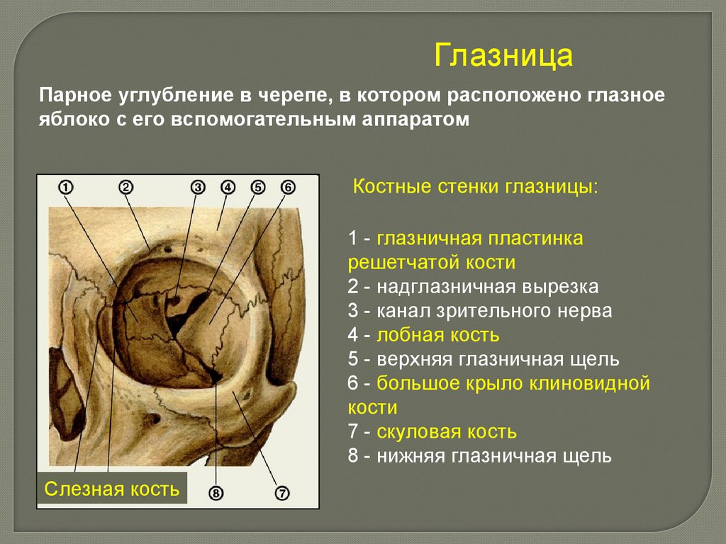 1 строение глазницы. Верхняя глазничная щель на основании черепа. Костные стенки глазницы анатомия. Глазница стенки кости анатомия. Глазница черепа анатомия.