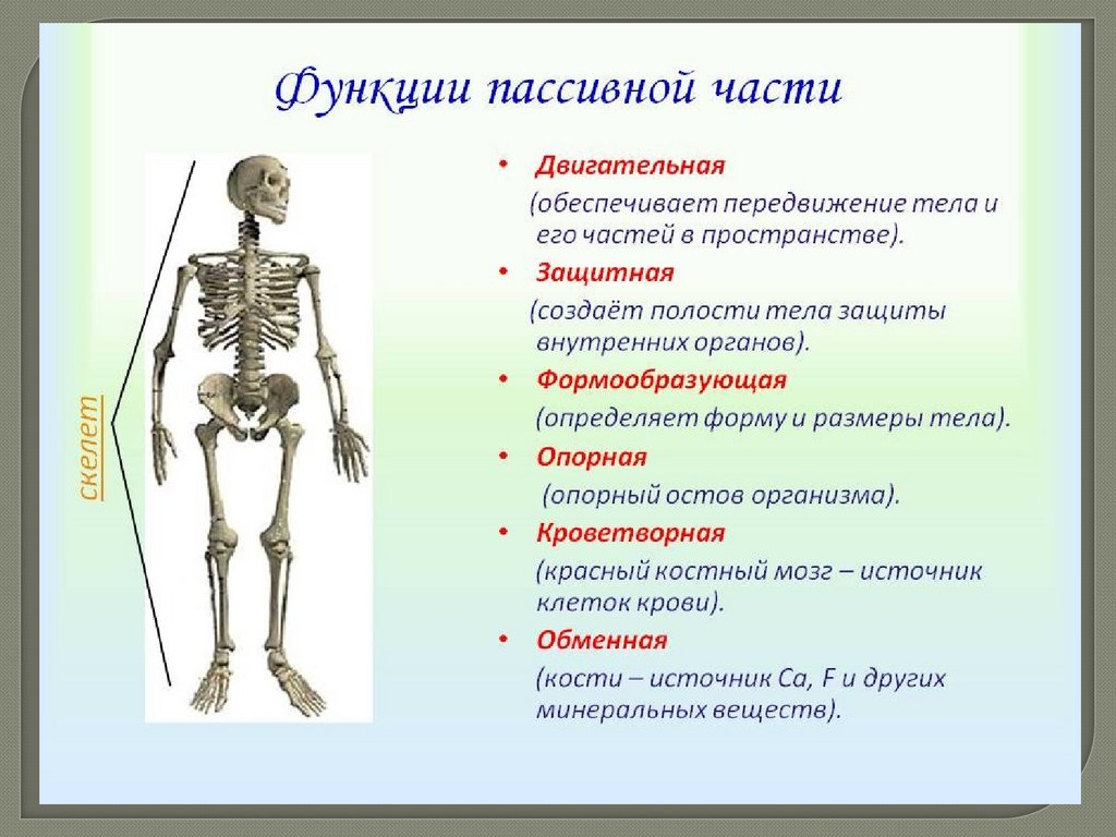 Питание кости обеспечивает. Анатомия опорно двигательная система скелет. Функции пассивной части скелета. Строение и функции опорно-двигательной системы. Системы органов человека опорно двигательная система функции.
