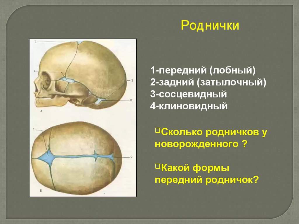 Сколько родничков у младенцев. Скелет головы швы черепа роднички. Роднички черепа анатомия. Швы и роднички черепа анатомия. Роднички новорожденного анатомия черепа.