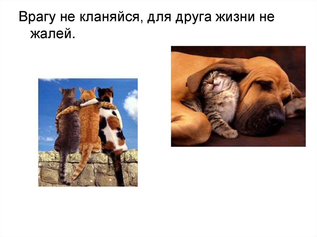 Пословицы о дружбе. Без беды друга не узнаешь - online presentation