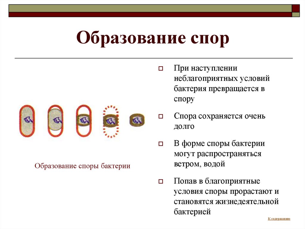 Определить спора. Образование спор у бактерий 5 класс кратко биология. Образование спор у бактерий 5 класс биология. Споры бактерий, условия образования. Спора бактерии образование.