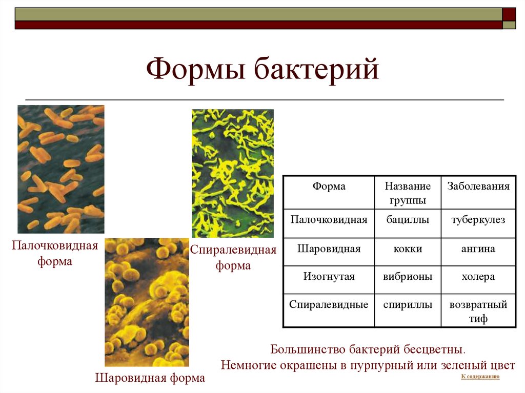 Название группы организмов бактерии. Представители царства бактерий 2 класс. Представители царства бактерий 5 класс. Царство бактерий примеры. Палочковидными (бациллы, клостридии).