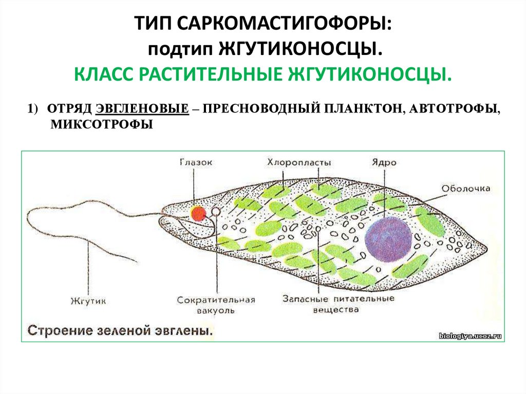 Строение жгутиконосцев. Эвглена зеленая строение пелликула. Светочувствительный глазок эвглены. Тип Саркомастигофоры класс жгутиковые. Растительные жгутиконосцы строение.