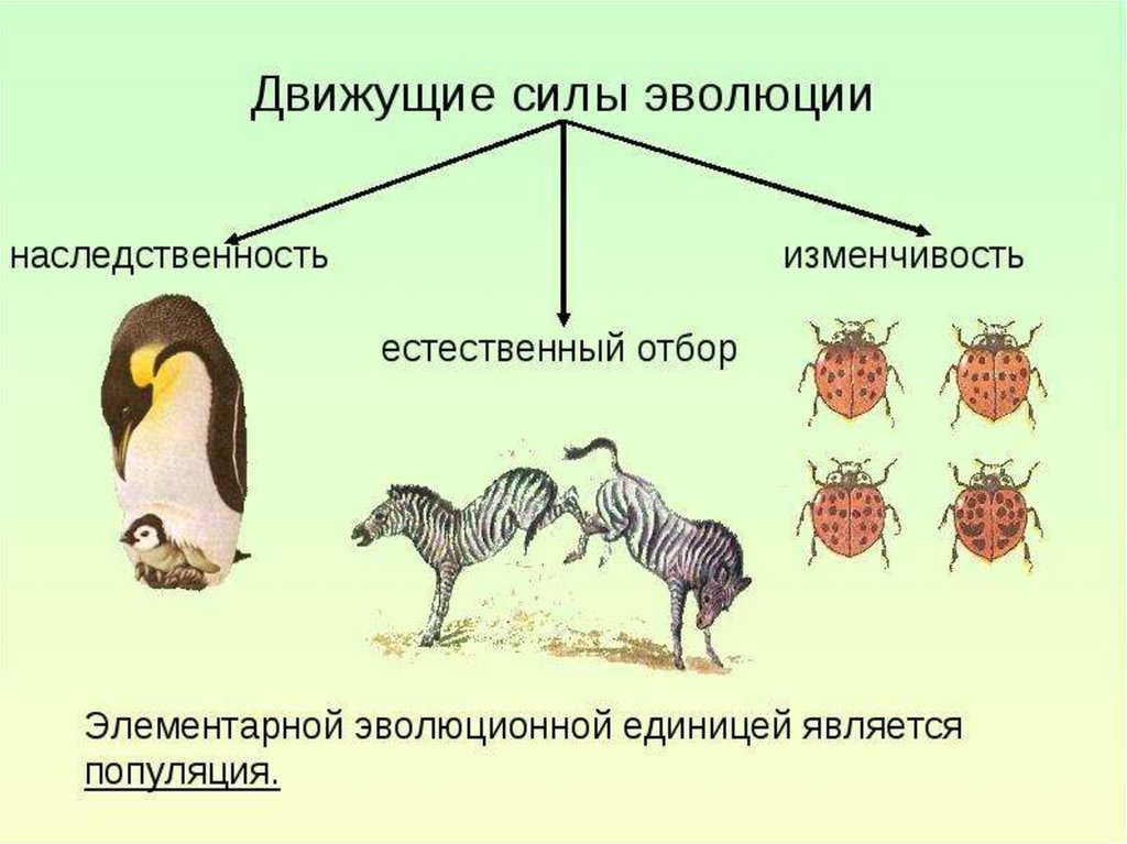 Презентация естественный отбор направляющий фактор эволюции