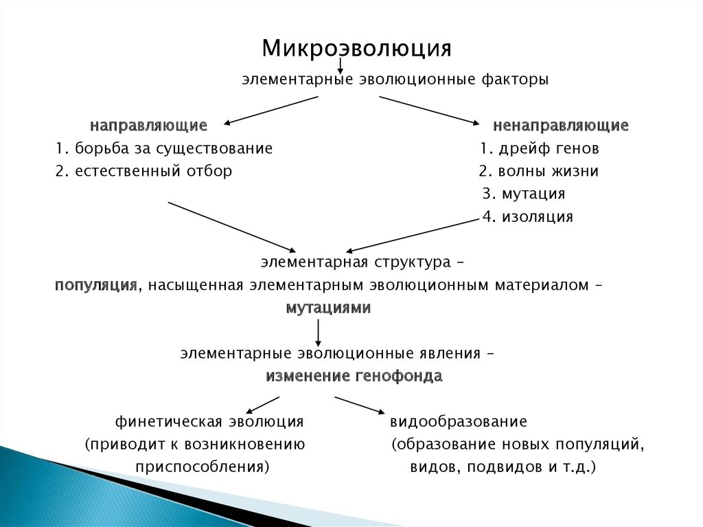 Презентация основные направления эволюции 10 класс презентация