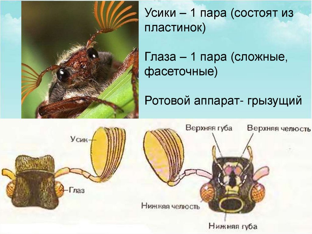 Внешнее строение шмеля