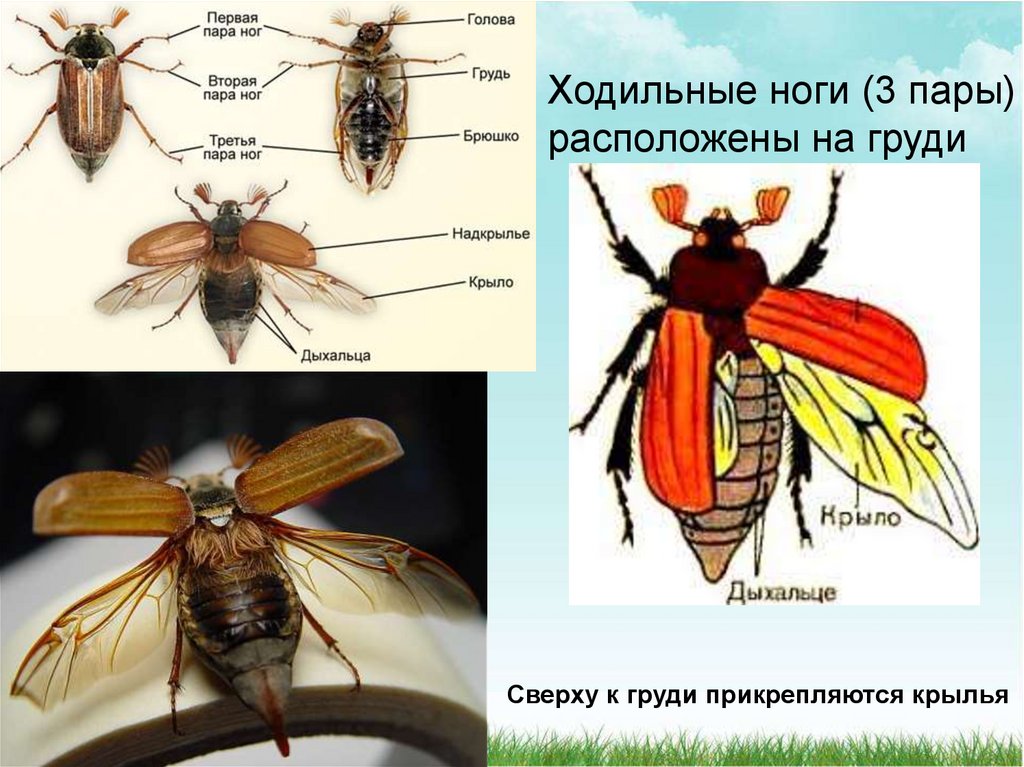 Класс насекомые внешнее строение