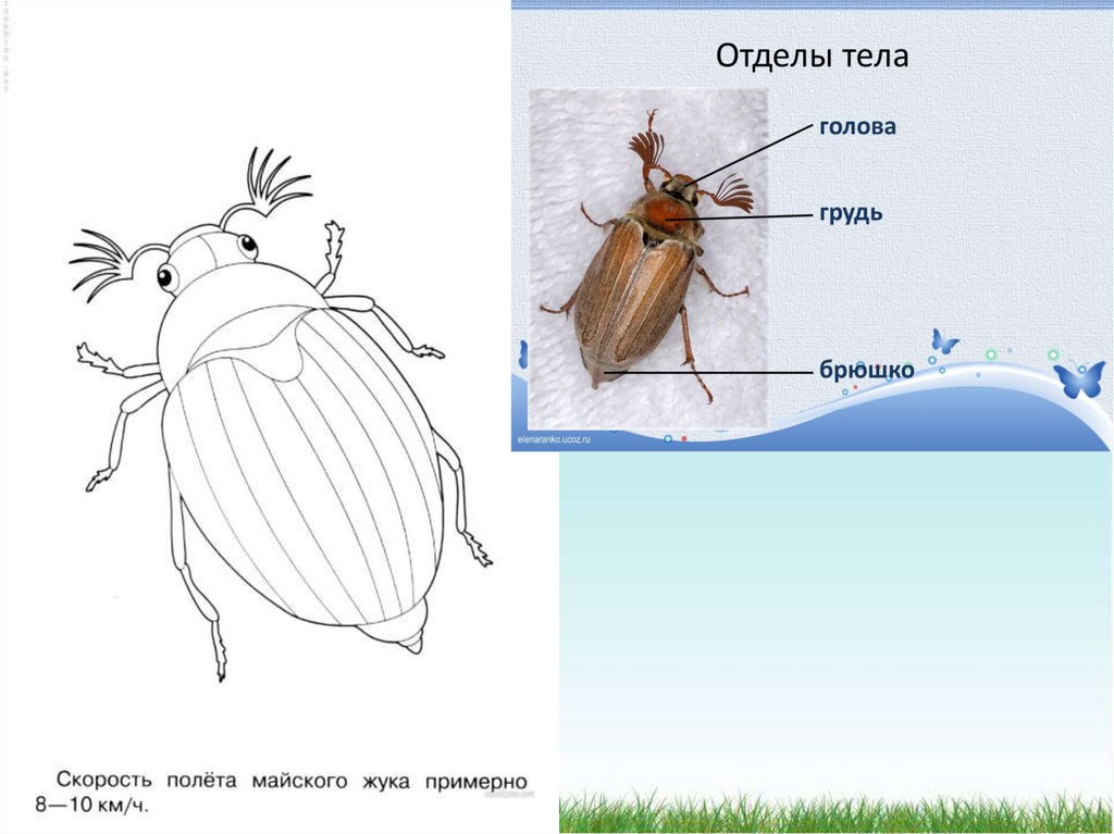 Исследование внешнего строения насекомого