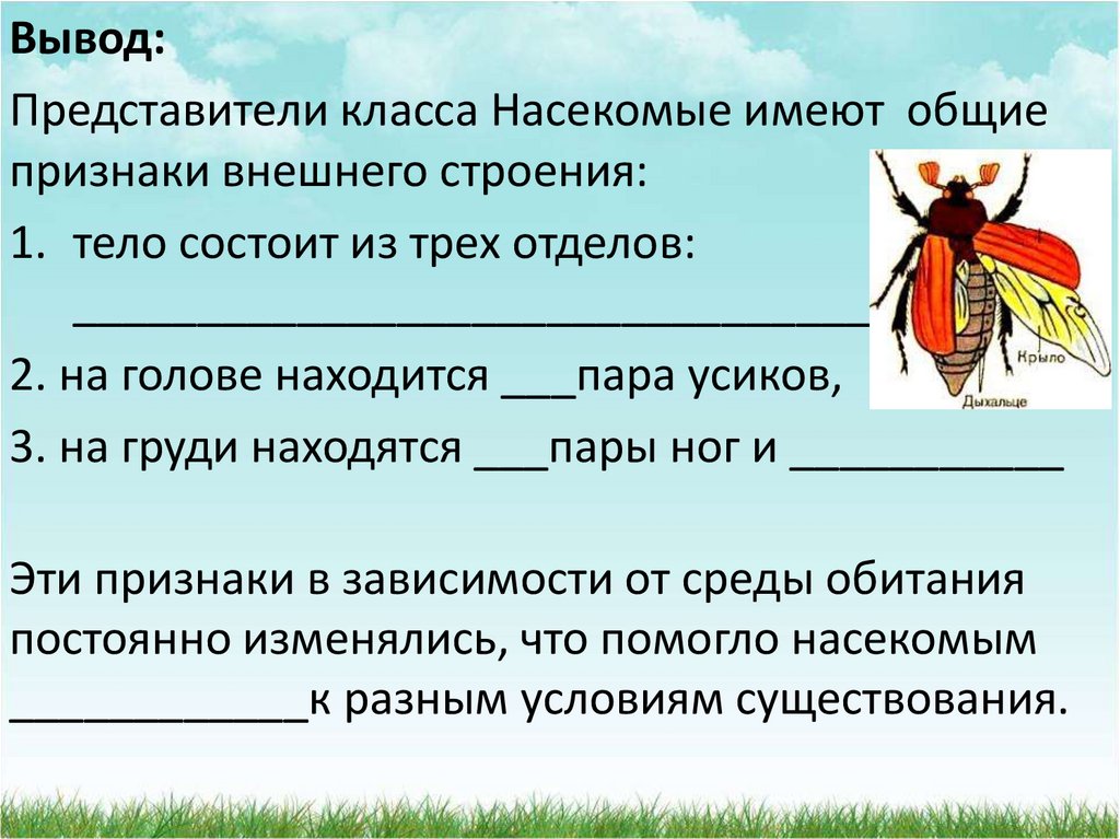 Строение насекомых 8 класс