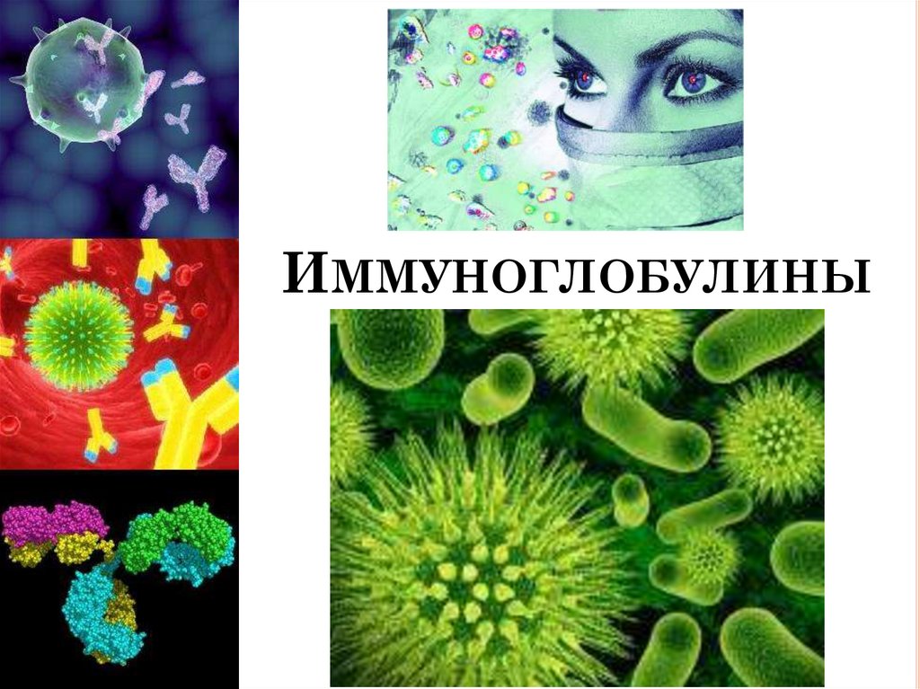 Иммуноглобулины - презентация онлайн