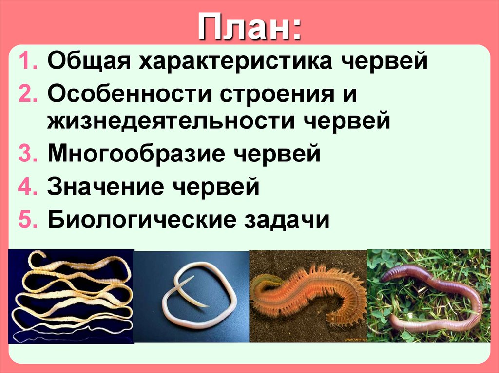 Черви особенности группы. Виды кольчатых червей. Насекомые и Тип кольчатые черви. Черви биология. Биологическое значение червя.