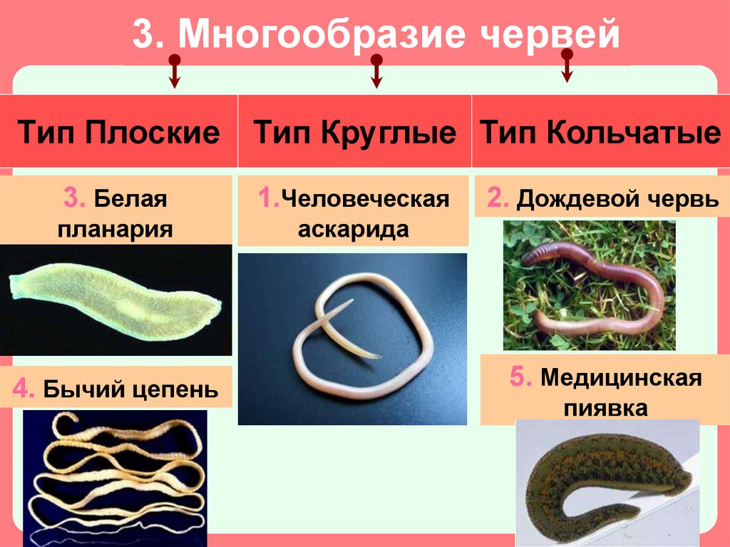 Круглым червям относят. Плоские черви круглые черви кольчатые черви. Плоские круглые и кольчатые черви. Представители кольчатых червей. Плоские и круглые черви.