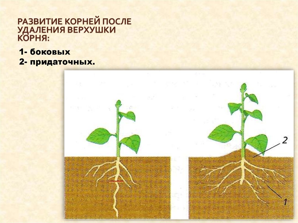 Процессы роста корня. Прищипка корня растений. Пикировка окучивание биология. Формирование корня растения. Схема развития корня.