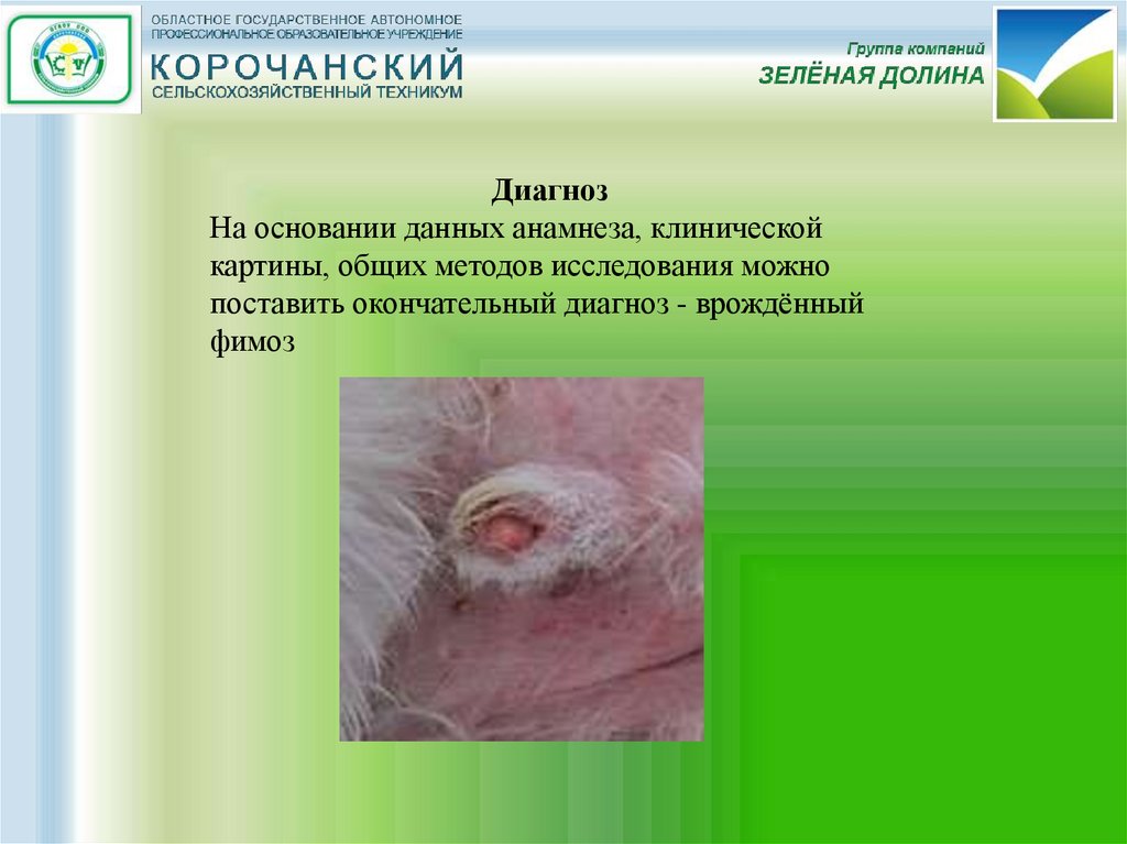 Курсовая По Клинической Диагностике Животных Курсовая По Клинической Диагностике Животных