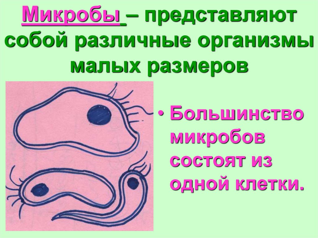 Различные организмы. Микробы состоят из. Бактерии представляют собой. Из чего состоит микроб. Микробы состоят из клеток.