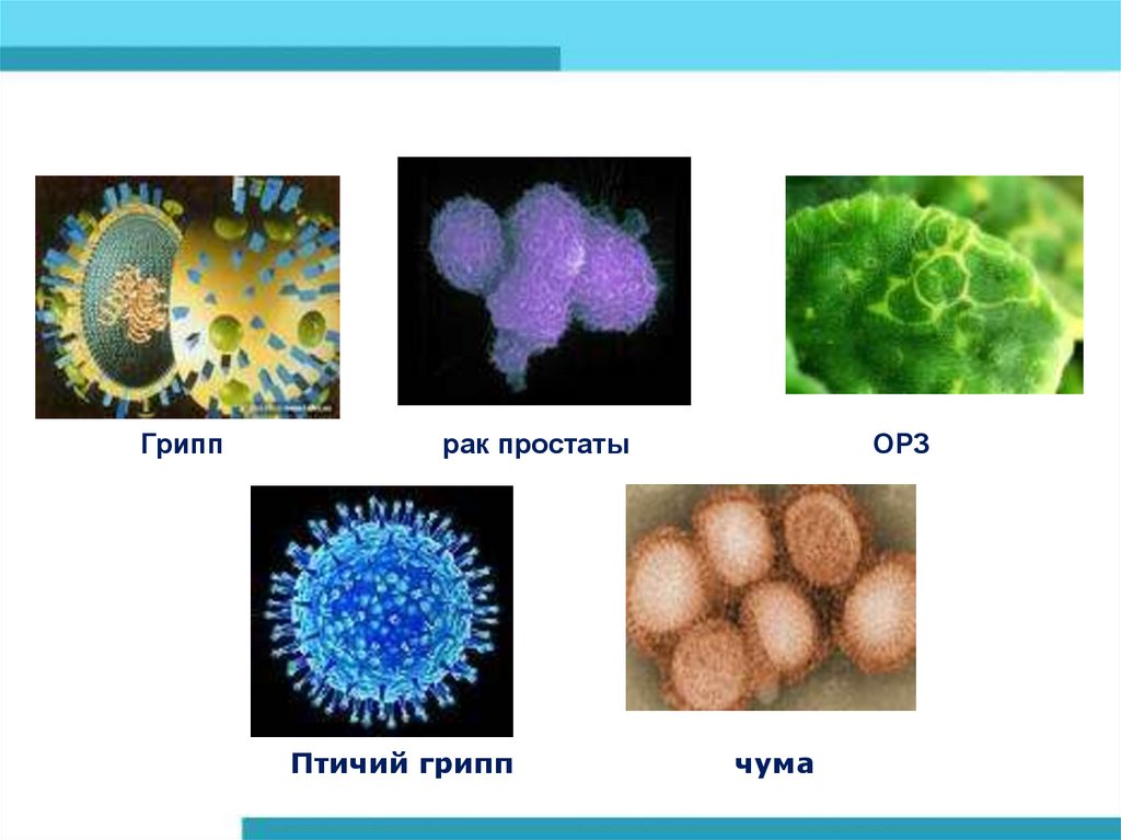 Вирусы 21 века проект по биологии