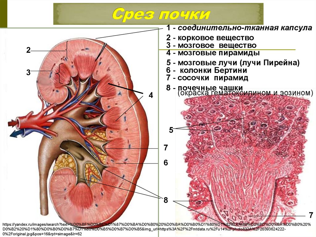 Срез почки