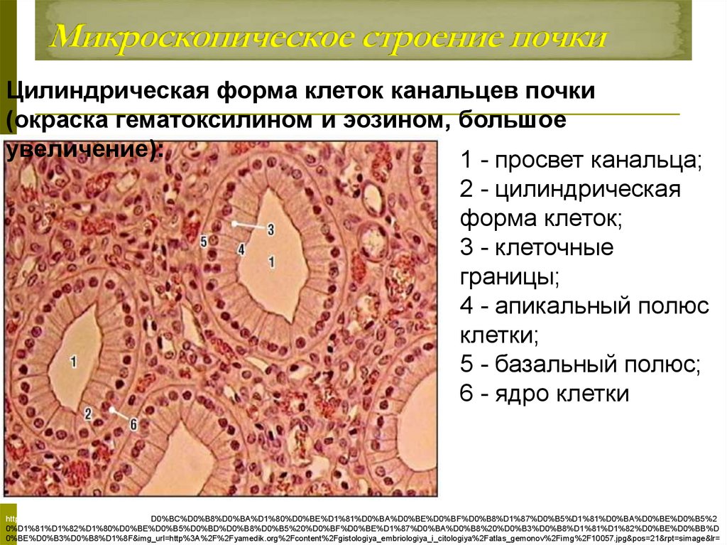 Изучение микроскопического строения