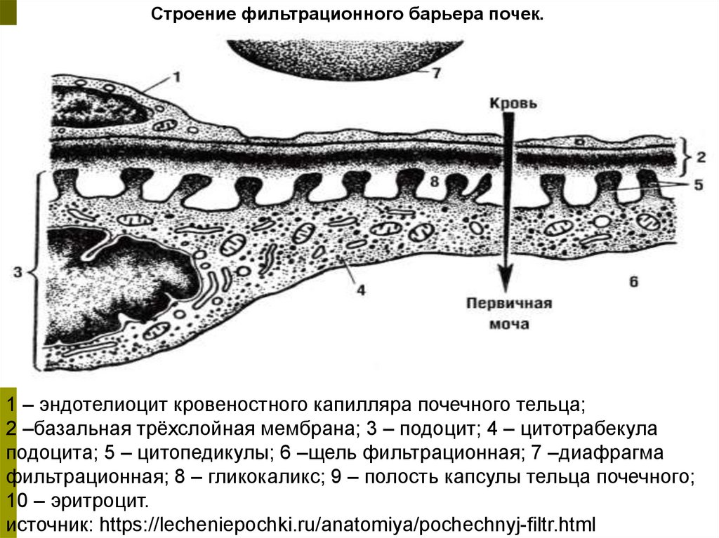 Базальная мембрана почки. Фильтрационная мембрана почки. Строение базальной мембраны почки. Строение фильтрационной мембраны почек.