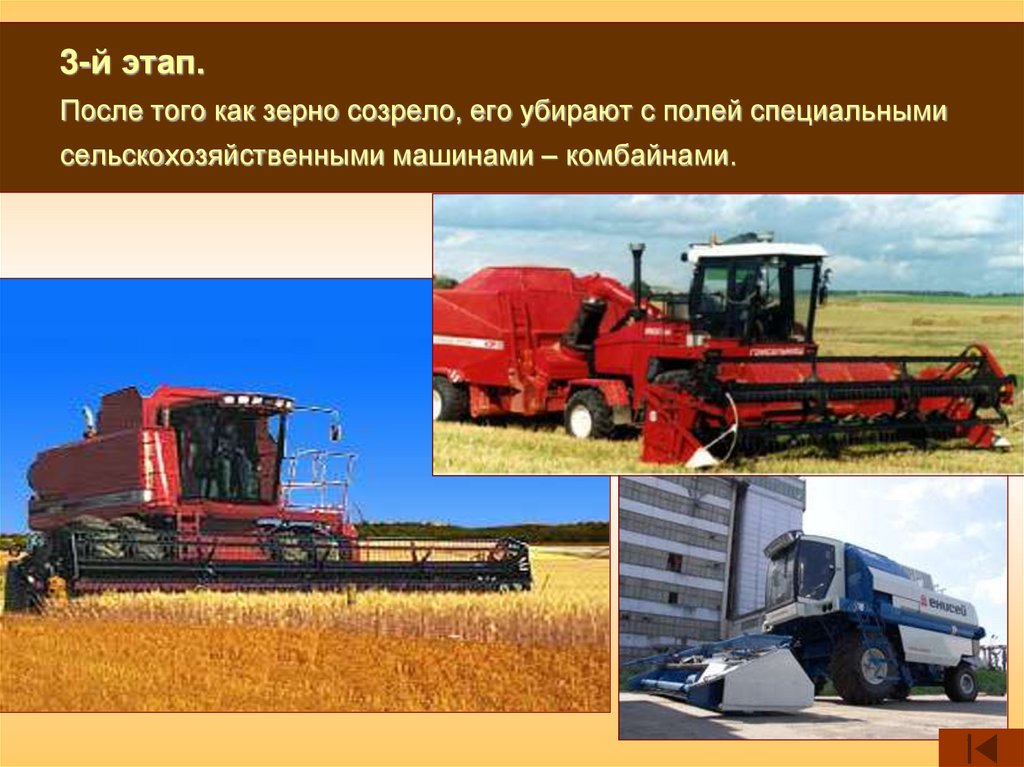 3-й этап. После того как зерно созрело, его убирают с полей специальными сельскохозяйственными машинами – комбайнами.