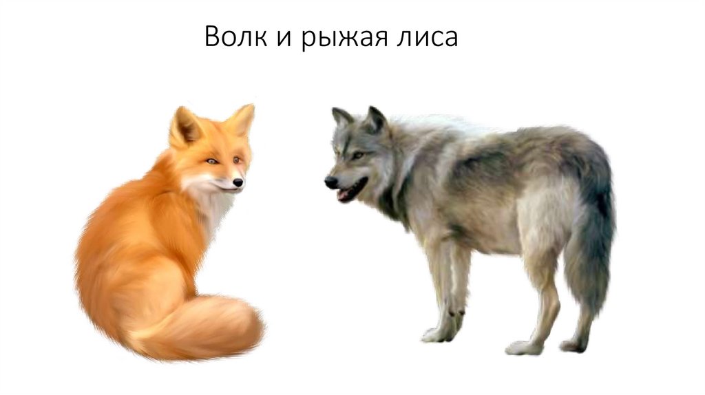 Волк и рыжая лиса