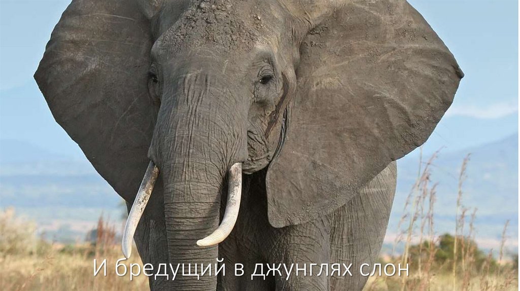 И бредущий в джунглях слон