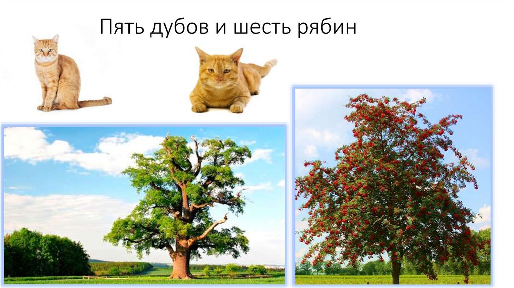 Пять дубов и шесть рябин