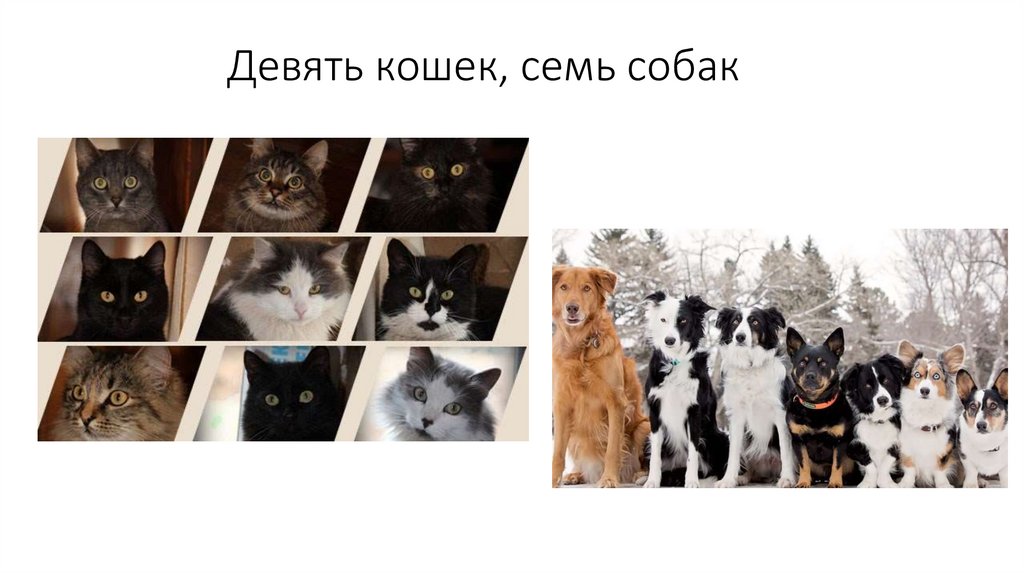 Девять кошек, семь собак