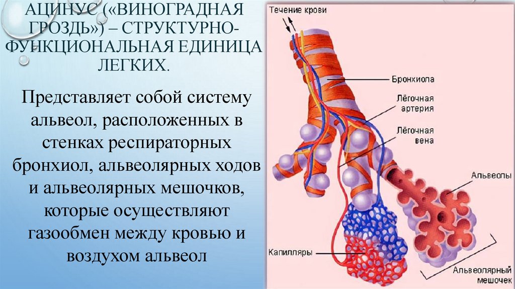 Единица легкого. Альвеолы функции. Строение стенки альвеолы.