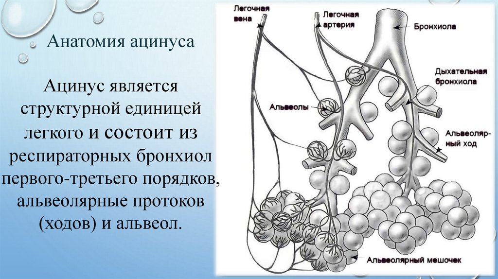 Структурно функциональными единицами легкого являются