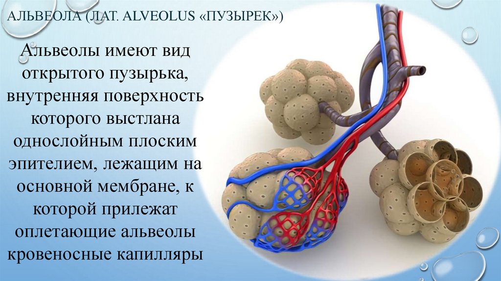 Структурно функциональными единицами легкого являются. Альвеолы легких строение и функции. Строение легочной альвеолы. Функция альвеол легких. Строение альвеол 8 класс биология.