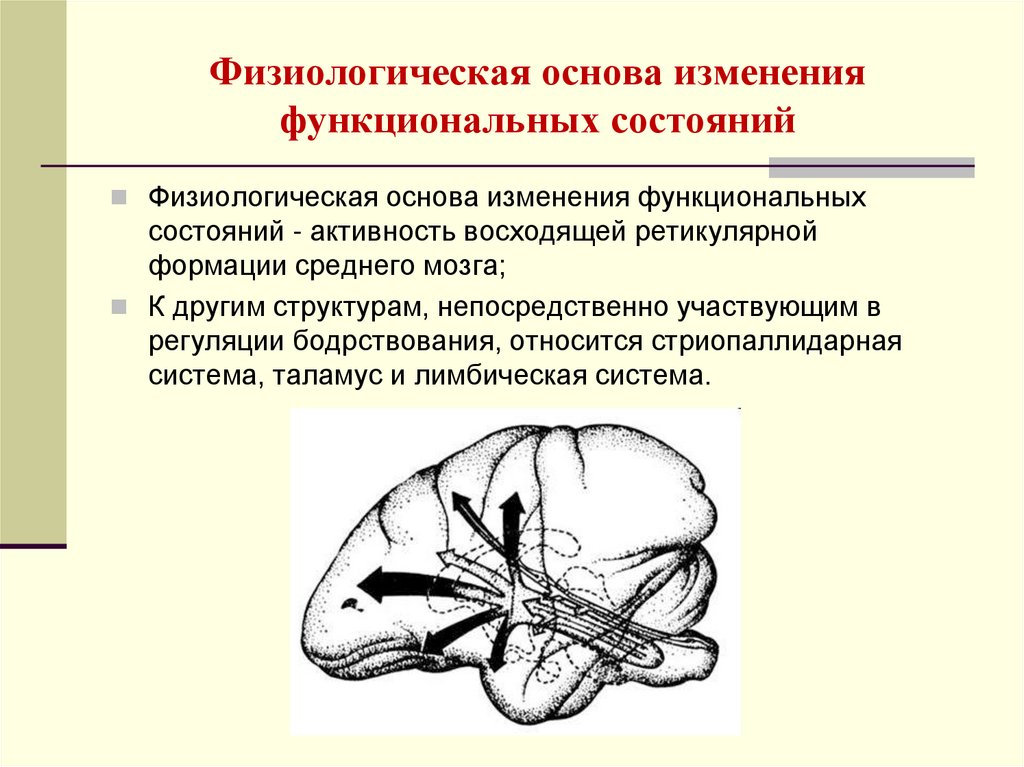 Физиологическая основа характеристика