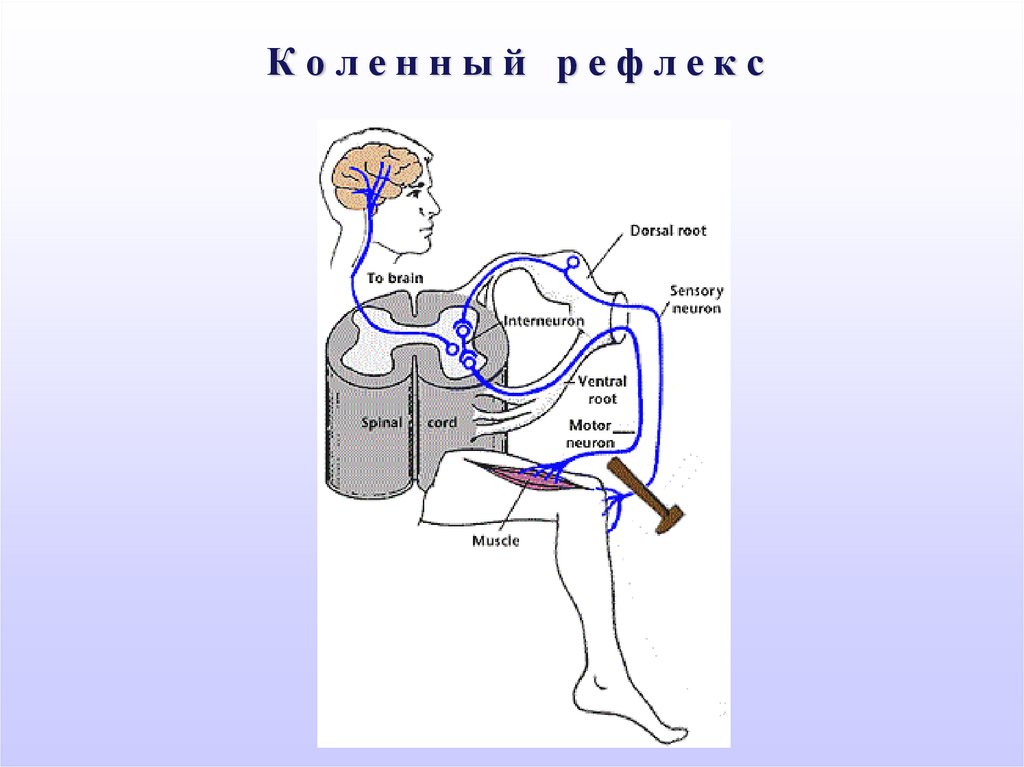 К л е н. С Е Л Е зе н оч н ы й и зги б.